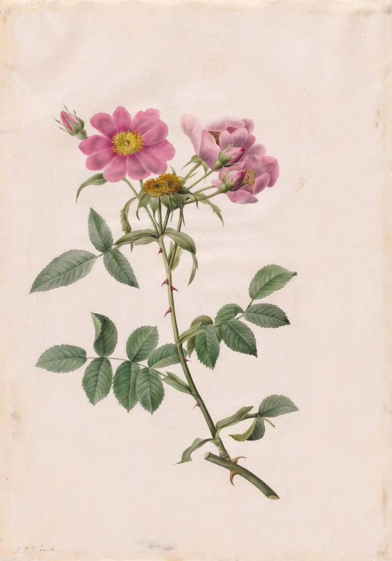 Rosa Collina Monsoniana - Cleveland Museum of Art